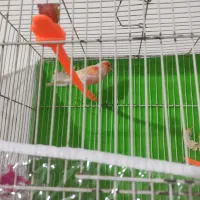 قنار ماتیکی مست خون|پرنده|مشهد, کوی ولیعصر|دیوار