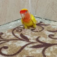 طوطی برزیلی
