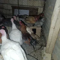 بوقلمون نر|حیوانات مزرعه|مهریز, |دیوار