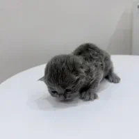 بچه گربه اسکاتیش بلو|گربه|ارومیه, |دیوار