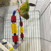 طوطی گرینچیک|پرنده|امیدیه, |دیوار