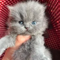 گربه بلو چشم پرتقالی اصیل|گربه|چالوس, |دیوار