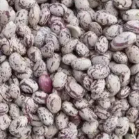 لوبیا چیتی زنجان