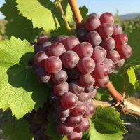 نهال آلو قرمز مناسب صادرات و بازارپسند|خدمات باغبانی و درختکاری|کوهپایه, |دیوار