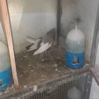 کفتر سینه|پرنده|شیراز, بازار|دیوار