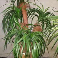 گل مصنوعی رنگ سبز|گل مصنوعی|آستانه اشرفیه, |دیوار