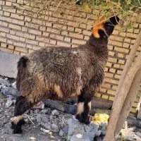 بره ۴تاقیمت مناسب دونه ۱۳۵۰۰ میش کوری۴۵تومان