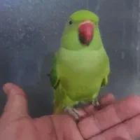 طوطی ملنگو|پرنده|برازجان, |دیوار