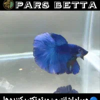 ماهی فایتر و لوازم تکثیر|ماهی|فردیس, شهرک راه آهن|دیوار