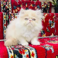 نژاد خوب|گربه|شهرکرد, |دیوار
