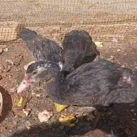 غاز روسی(اردک مسکوئی) اصل