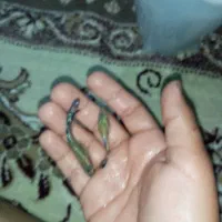 فروش ویژه