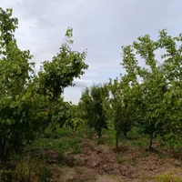 فروش باغ ۱۰۰۰ متری|فروش زمین و ملک کلنگی|خوی, |دیوار