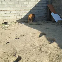 سگ افقانی ۲ساله معاوضه با سگ|سگ|مشهد, چهاربرج|دیوار