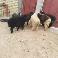 بره نر پرواری