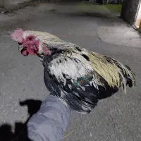 خروس نژاد گلین جوجه های امسال|حیوانات مزرعه|رباطکریم, شهرک صنعتی سبلان|دیوار