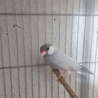 یک جفت نرگسی سیلور مولد معاوضه|پرنده|رشت, جانبازان|دیوار