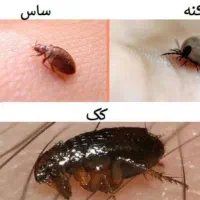 سمپاشی سوسک ساس سم پاشی مورچه طعمه گذاری موش|خدمات نظافت|ری, شهادت|دیوار