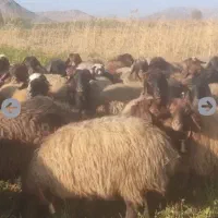 میش وبره بز و گله دربستی معاوظه