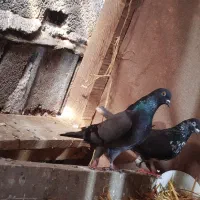 کبوتر