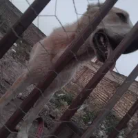 سگ آلابای بهترین خون