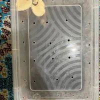 دو عدد حلزون بالغ آچاتینا