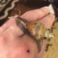 حلزون و خاویار حلزون