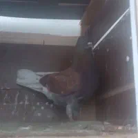 کبوتر