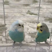 فروش مرغ عشق همراه باقفس|پرنده|محمدبار, |دیوار