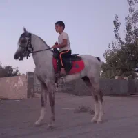 اسب عرب