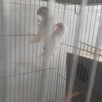 مولد عروس هلندی کو توله|پرنده|قم, علی آباد سعدگان|دیوار