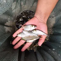 کپور امور اصلاح نژاد شده تاتار|ماهی|همدان, |دیوار