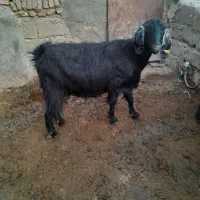 بزآبستن|حیوانات مزرعه|صحنه, |دیوار