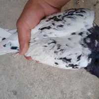 چهار تا پرنده|پرنده|رامهرمز, |دیوار