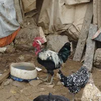 مرغ و خروس|حیوانات مزرعه|سیلاخور, |دیوار