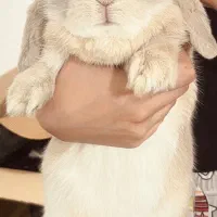 خرگوش گمشده در محدوده بومهن