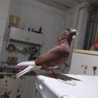 نر شازده سرخ همه چی تمام