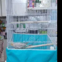 عروس هلندی|پرنده|بندر ماهشهر, |دیوار