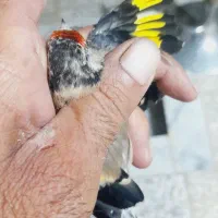 سهره ماده رام|پرنده|شاهین‌شهر, شهرک گلدیس|دیوار