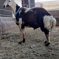 بره قوچ پلنگی