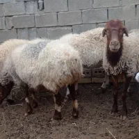 گوسفند میش و بز