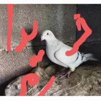 کفتر شامی موریس دلبر