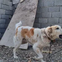 خراسانی ماده