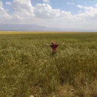 فروش ۲ هکتار