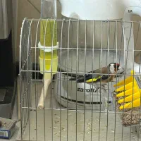 سهره بخون به شرط قرص