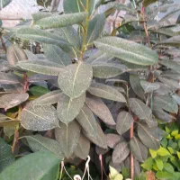 تولید وفروش انواع گلهای آپارتمانی وباغچه. ای|گل و گیاه طبیعی|گتاب, |دیوار