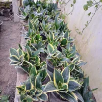 گل در گلکده نازنین|گل و گیاه طبیعی|رودسر, |دیوار