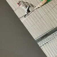 سهره دورگ