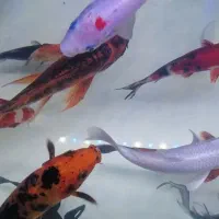 ماهی کوی سوپرباله نژاد 30سانت|ماهی|اراک, |دیوار