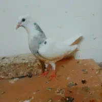 کبوتر نوک ریز|پرنده|بوئین زهرا, |دیوار